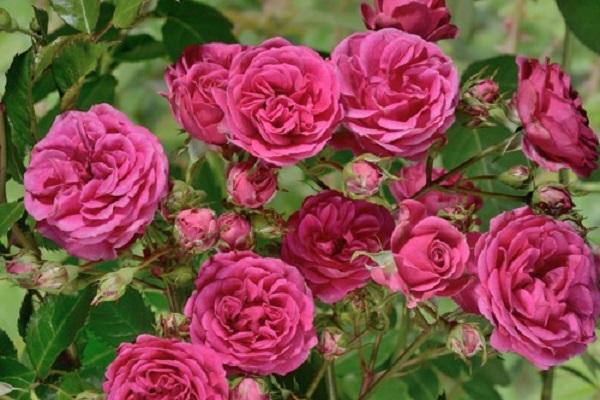 rosa florent