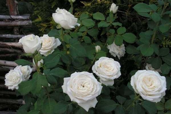 ruža Anastazija