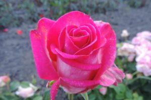 Beskrivelse og karakteristika for Engazhment rosensorten, plantning og pleje