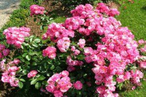 Beschrijving van Angela-rozen, regels voor het planten en verzorgen van thuis