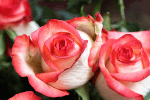Descripción y características de las rosas Blush, las sutilezas del cultivo.