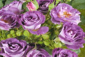 Description and subtleties of growing a rose variety Blue fo yu
