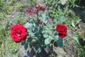 Descripción de la variedad de rosa trepadora Don Juan, reglas de plantación y cuidado.