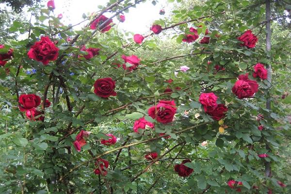 flor de rosa