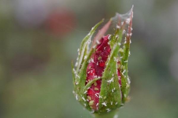 the appearance of aphids