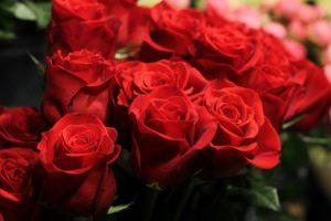Descripció i característiques de la varietat de roses Normes de llibertat, plantació i cura