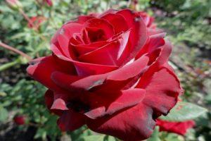 Popis a pravidla pro pěstování hybridní růže odrůdy evangelia