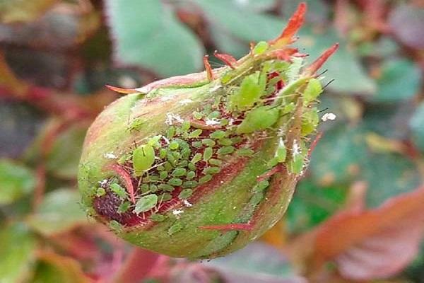 aphid in the bud
