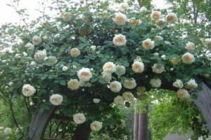 Descripció i característiques de les roses de Claire Austin, tecnologia de cultiu
