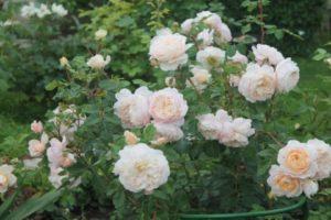 Beschreibung der Crocus Rose-Sorten, Pflanz- und Pflegemerkmale