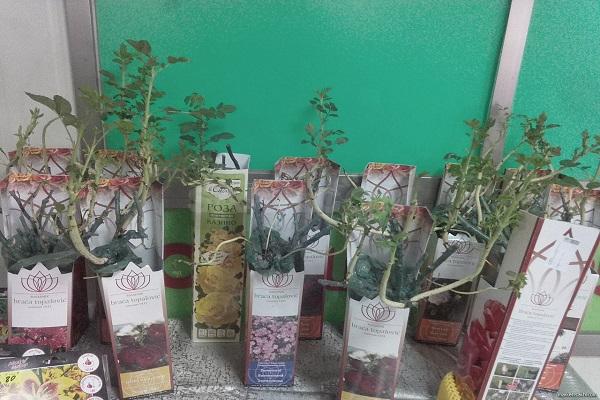 flower seedlings