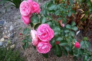 Περιγραφή των τριαντάφυλλων αναρρίχησης της ποικιλίας Lavinia, κανόνες φύτευσης και φροντίδας