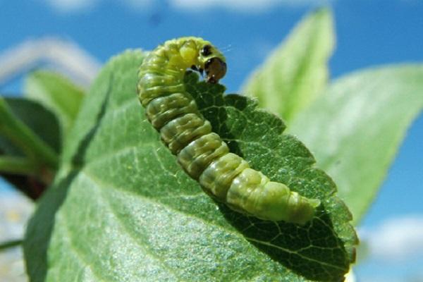 caterpillar on foliage