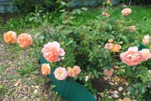 Pat Austin rožu apraksts un raksturojums, audzēšanas smalkumi