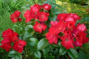 Description and characteristics of Robusta roses, subtleties of planting and care