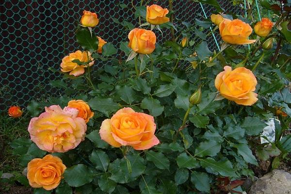 hoa hồng sahara