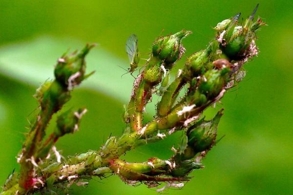 aphids sa isang halaman