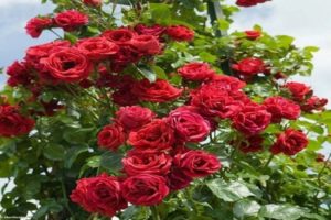 Mô tả và đặc điểm cây hoa hồng leo thuộc giống Sympathy, cách trồng và chăm sóc