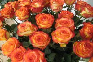Description and subtleties of growing Circus roses
