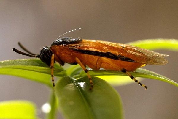 escarabajo mosca sierra