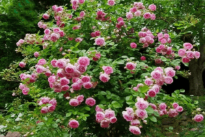 Opis róży pnącej odmiany jaśmin, zasady sadzenia i pielęgnacji