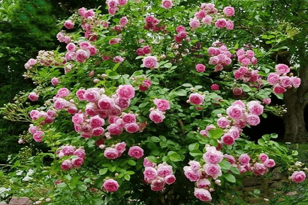 rosa gelsomino