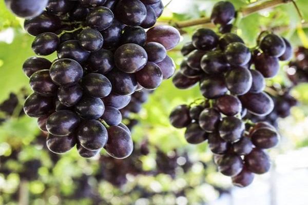 frugt druer