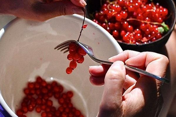 currant berries