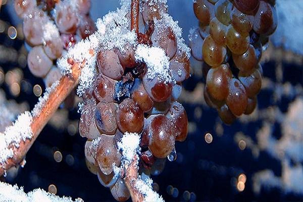 nieve en las uvas