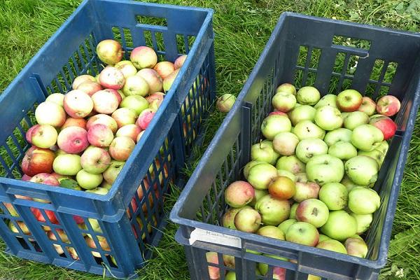 13 eenvoudige, stapsgewijze recepten voor zelfgemaakte appelwijn