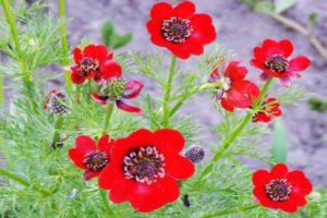 Regole per piantare e prendersi cura di adoni estivi, fiori e varietà in crescita