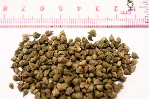 semințe colectate