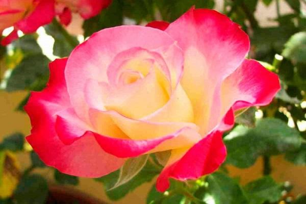 rosa floreciente