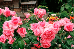 A rózsa és a floribunda, a kultúrák legjobb képviselőinek hibrid teafajtáinak különbségei és hasonlóságai