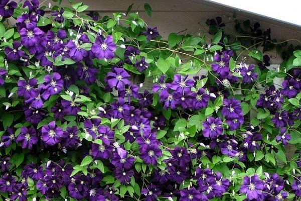 purpurinės gėlės