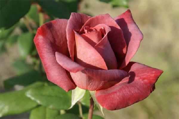 vientuļa roze