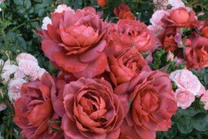 Descripción y características de las mejores variedades de rosas marrones.