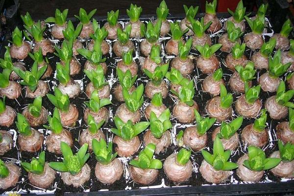 germinate bulbs