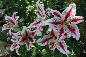 Description of the best varieties of oriental lilies, planting and care in the open field