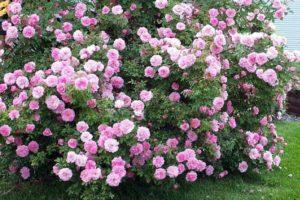 Features of planting perennial bush flowers in the garden, description of the best species