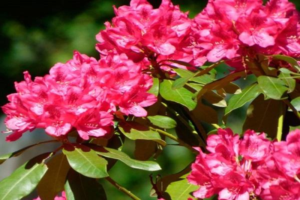 kvitnúci rododendron