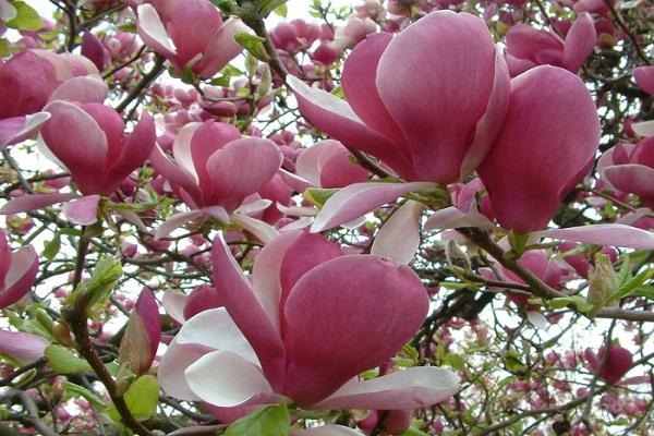 Árbol de magnolia