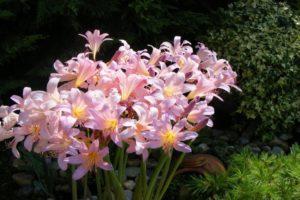 Description and characteristics of the spider lily, planting, growing and care