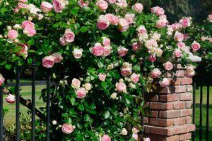 Característiques de plantar i tenir cura per escalar roses als Urals en camp obert