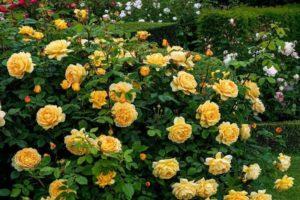 Descripció de varietats de roses de cultiu a Sibèria, cura i mètodes de reproducció