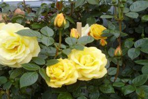 Descripción y tecnología del cultivo de rosas de la variedad Arthur Bell.
