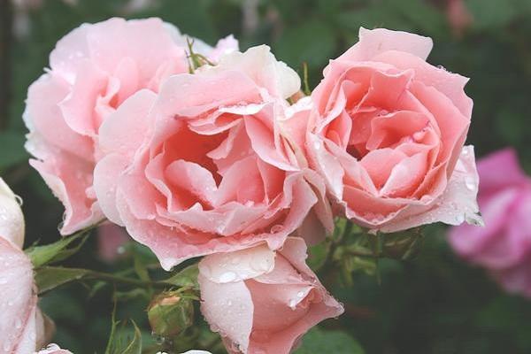 hoa hồng grandiflora