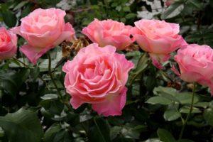 Beschrijving van de beste variëteiten van rose grandiflora, kweektechnologie