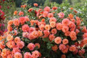 Az Easy Daz It fajta rózsa leírása és jellemzői, a termesztés finomságai