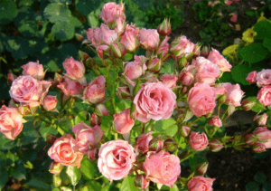Description and characteristics of varieties of varieties of roses Lydia, planting and care
